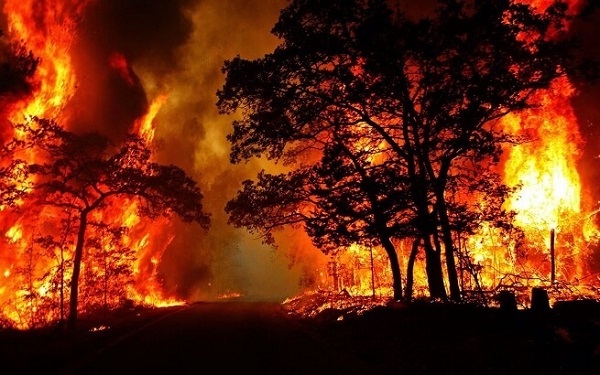 Thực trạng cháy rừng ở Việt Nam